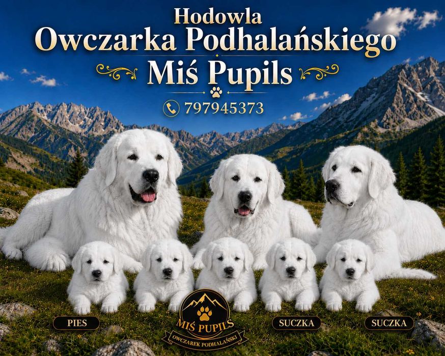 Owczarek Podhalański - Rezerwacja- rodowodowe szczeniaki