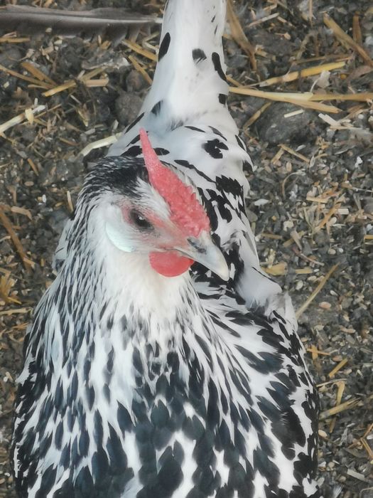 Sprzedam lub zamienię