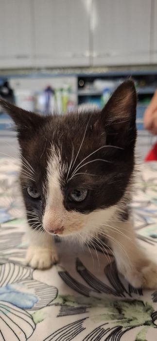 Gatinho macho preto e branco para adoção