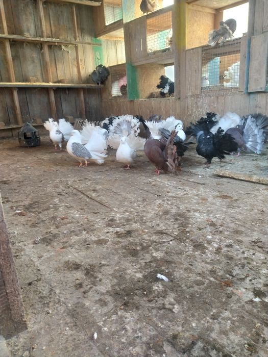 Gołębie Pawiki Nadwyżka Hodowlana