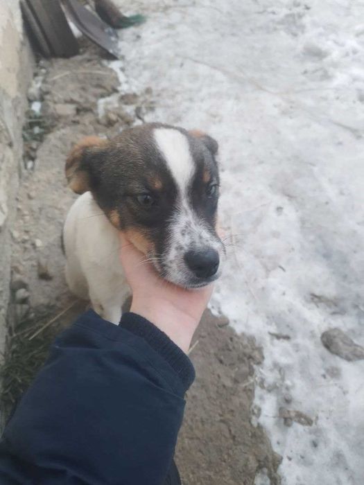 Щенята 3 місяці дівчинка і хлопчик