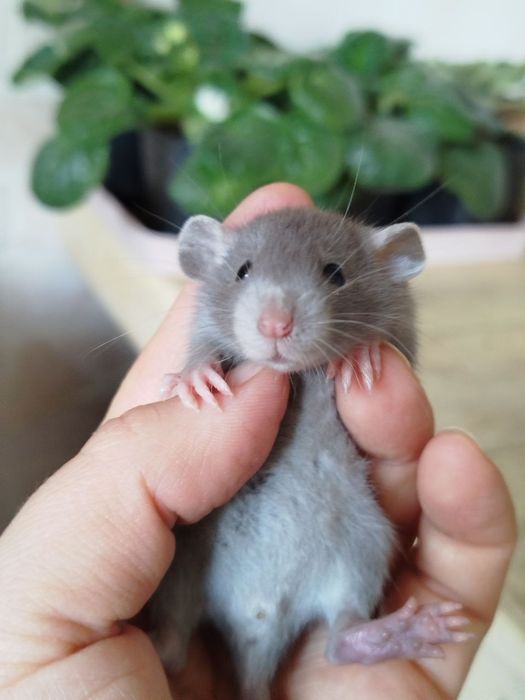 Крысенок дамбо. Девочки