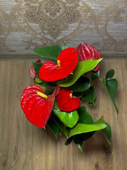 Антуріум червоний h 50 см