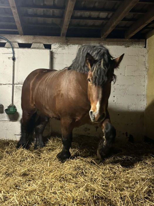 Stanówka ogiery pkz /sztum