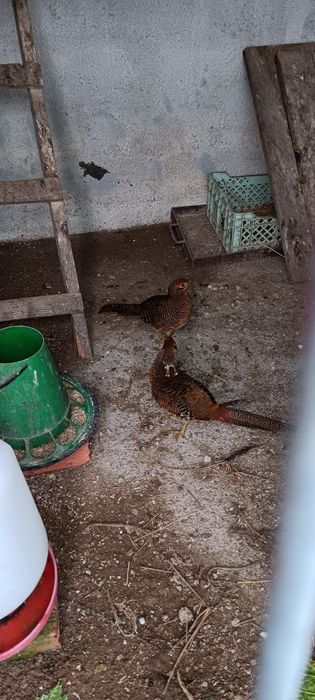 Vendo faisão  dourado  jovem (puro)