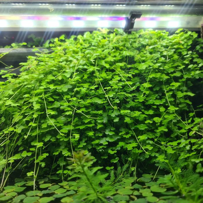 Hydrocotyla triple japan