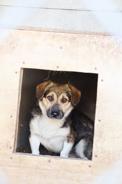 Teo szuka pilnie domu