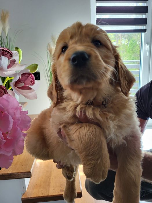 Golden Retriever ciemno złote  Badania genetyczne.
