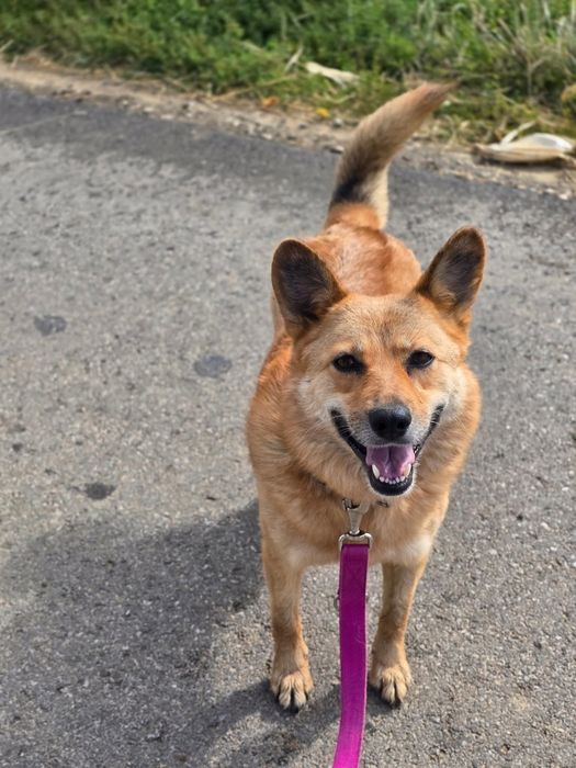 Piękna i grzeczna sunia do adopcji!