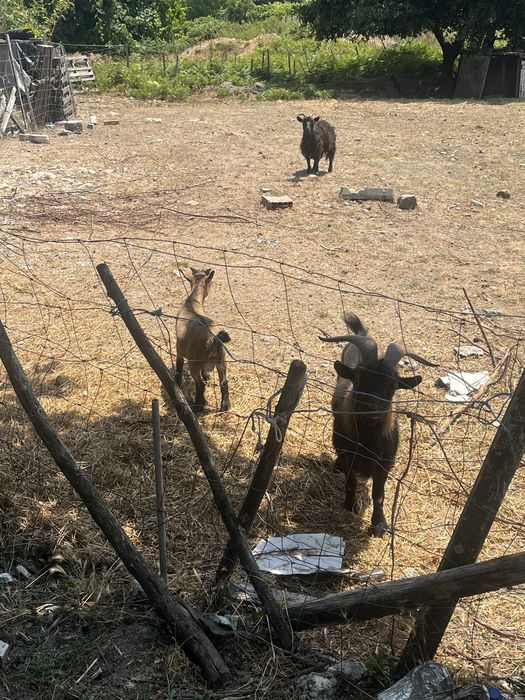 Cabras anas  ultimas