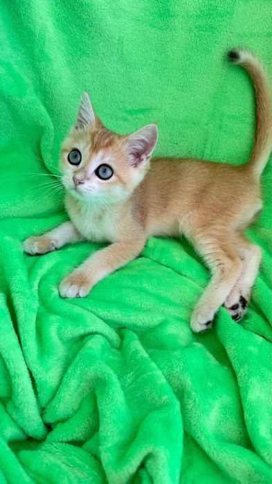 Menino british shorthair