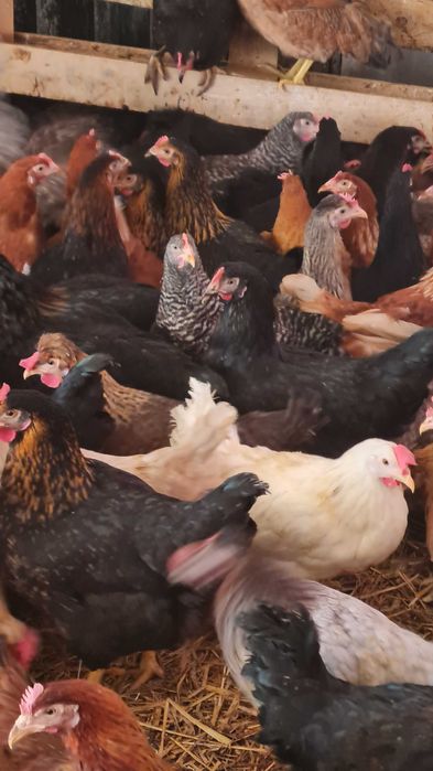 Kurki kury nioski młode prosto od Hodowcy.Rosa1 Leghorn Sendy Dominant
