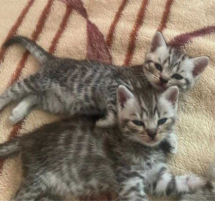 Шотландські коти
