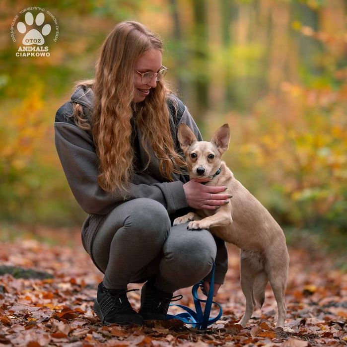 Amma szuka kochającego domu! OTOZ Animals Schronisko Ciapkowo