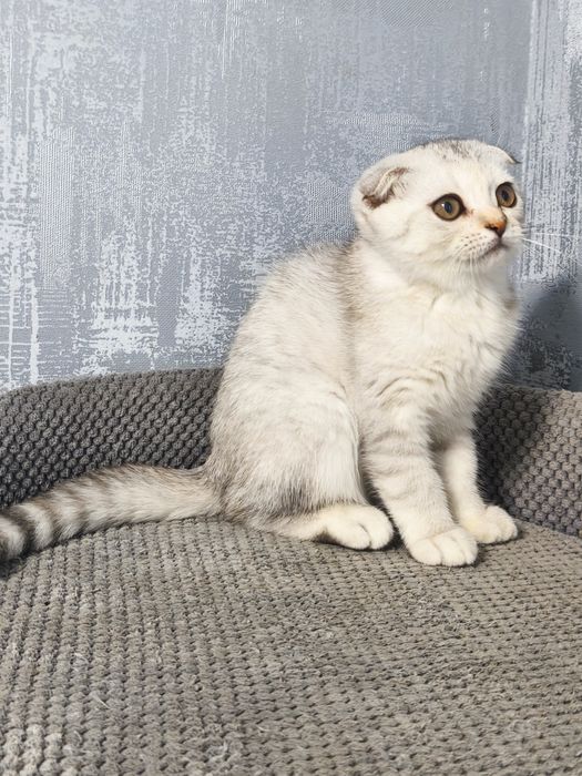 Висловуха дівчинка срібла шиншила котята кошенята котики