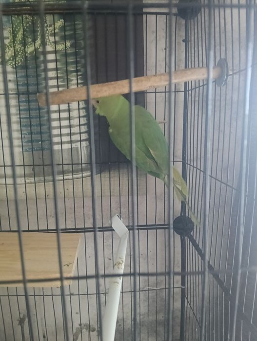 ring neck com gaiola