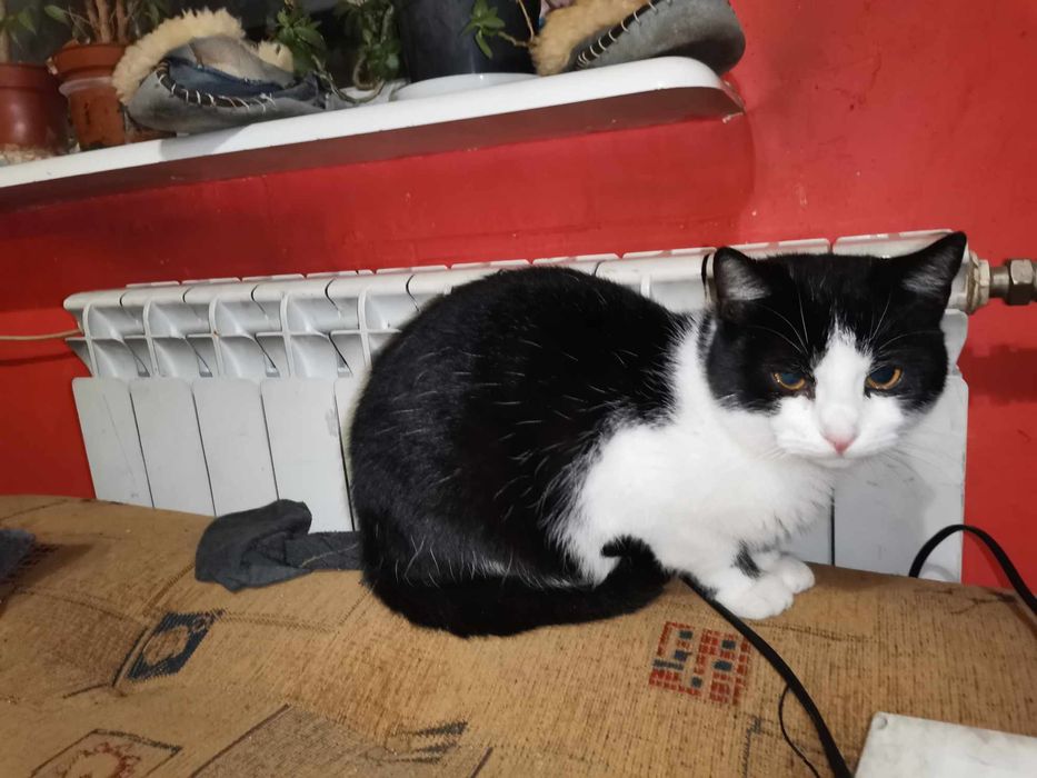 [Aktualne] Oddam 2 mlode kocurki
Kotki żywiol