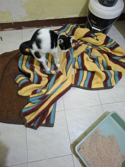 Gata para dar muito mesquinha  esperta