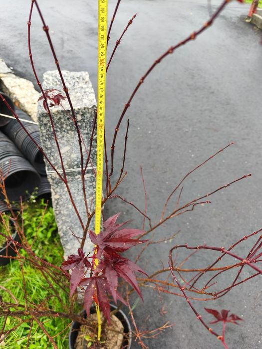 Acer Palmatum 150 cms