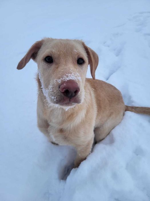 Biszkoptowe szczeniaki szukają fajnych domów