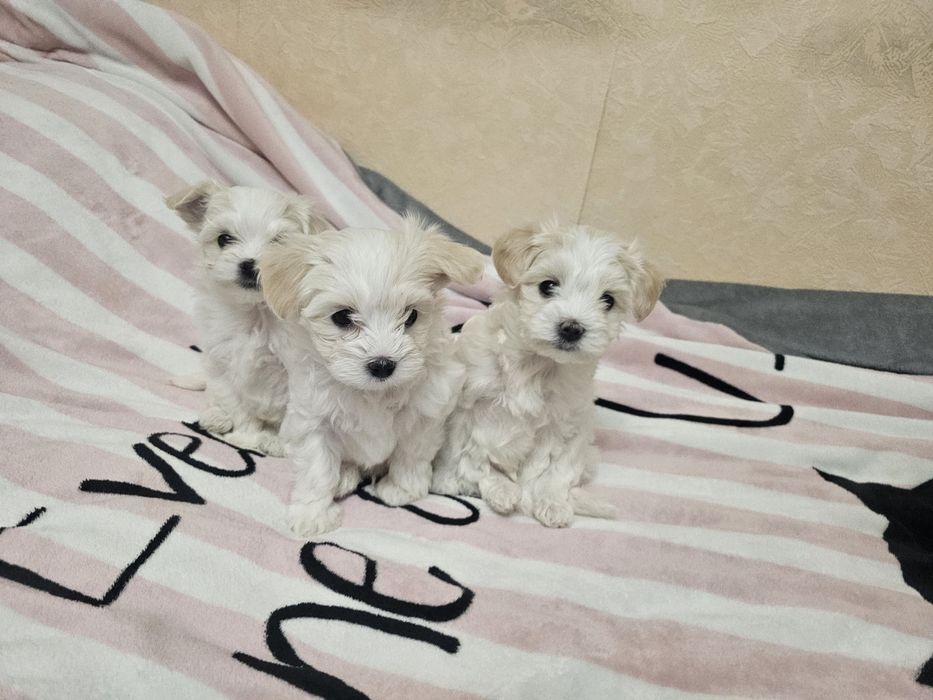 Хлопчики мальтезе!