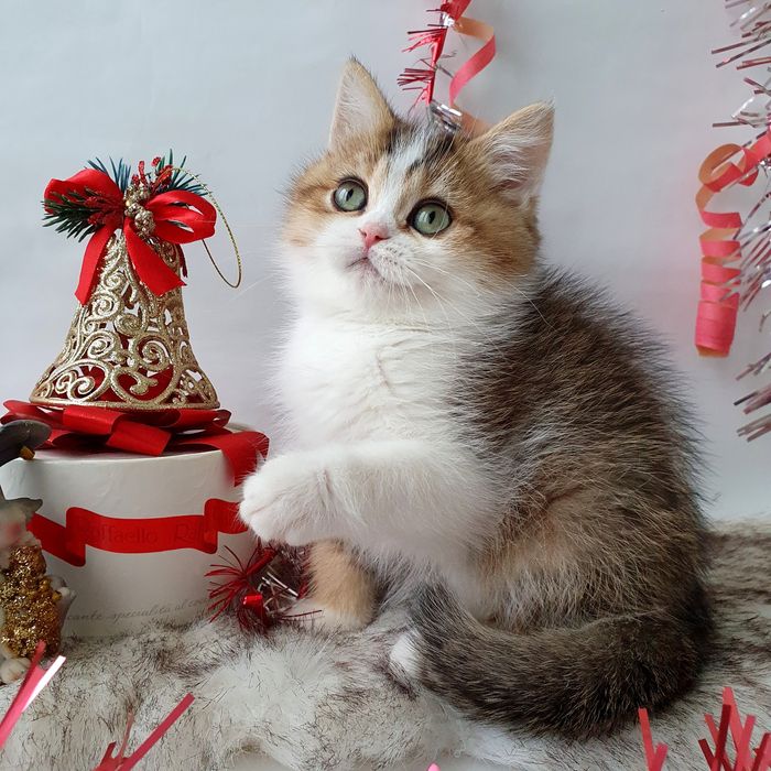 Киев Ручные, игривые, воспитанные котята рыжие, золотая шиншилла Киев