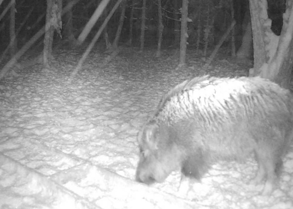 Бинокль ночного ведения Night Vision Binoculars ОПТ ДРОП