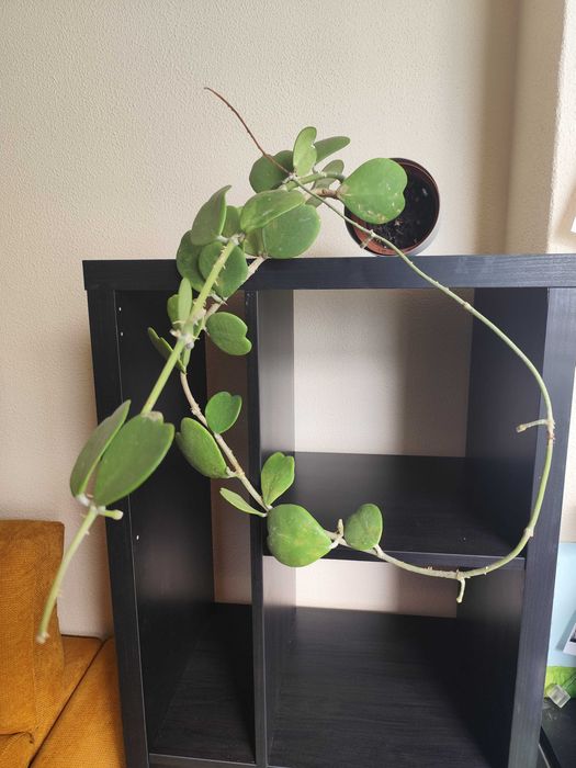 Trepadeira Hoya Kerrii
