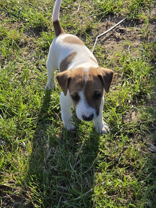 Jack russell terrier