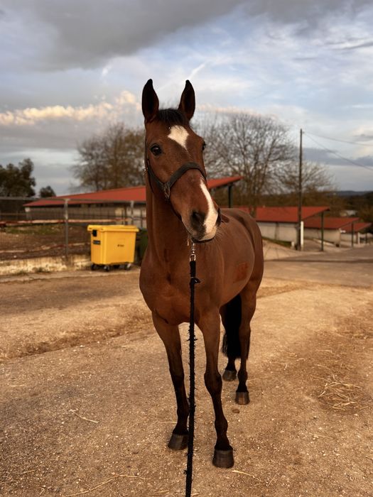 Cavalo cruzado a portugues