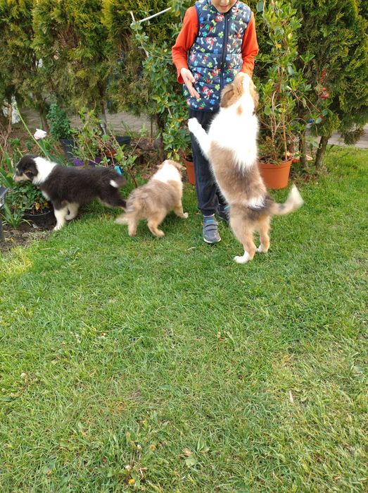 Szczeniak szkocki collie