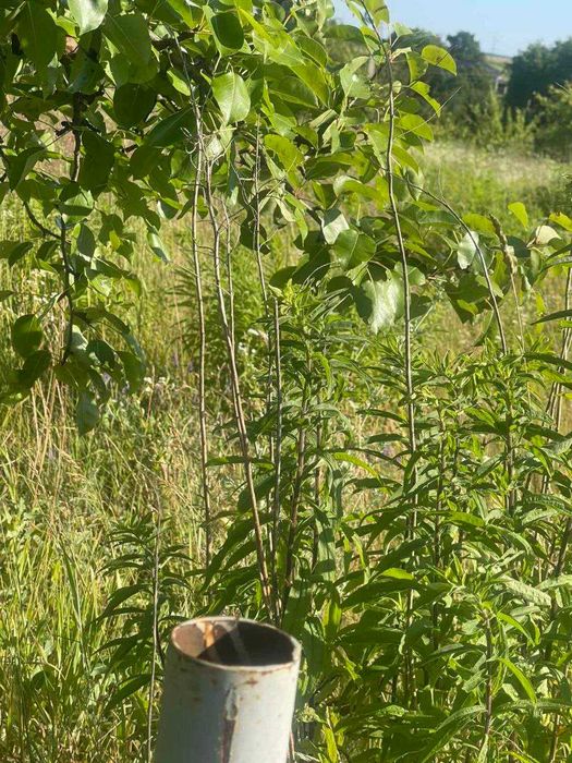 Продам земельну ділянку с.Порозове (0.15 га)