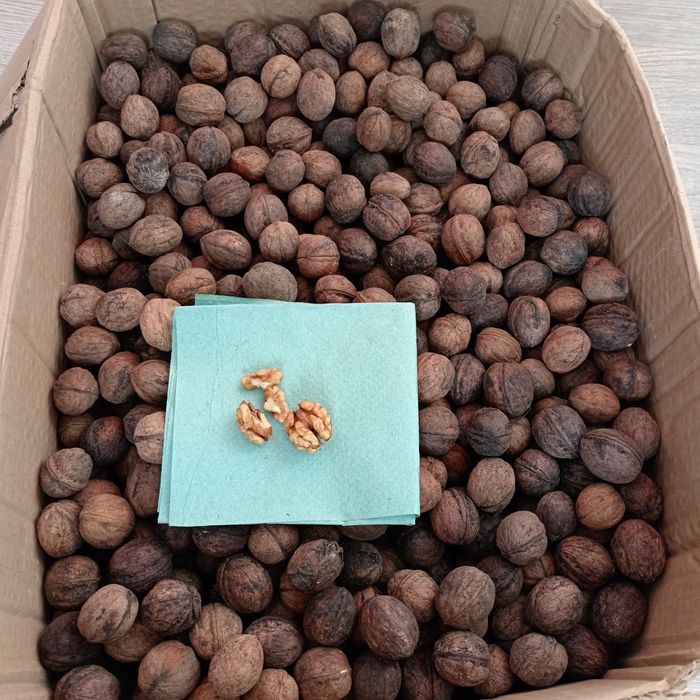 Орех мелкий 25 года