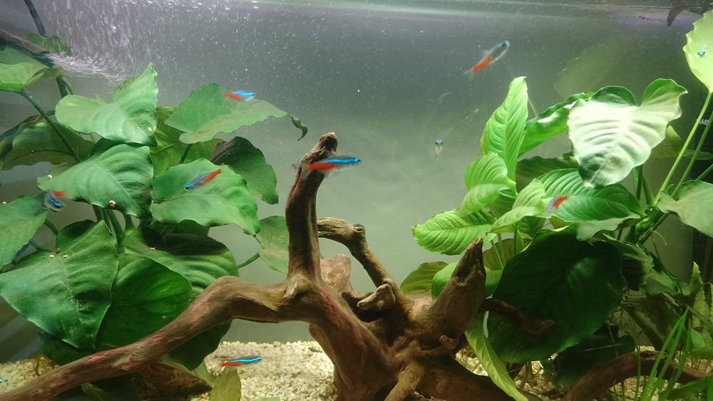 Okazja ! Akwarium z życiem 100L