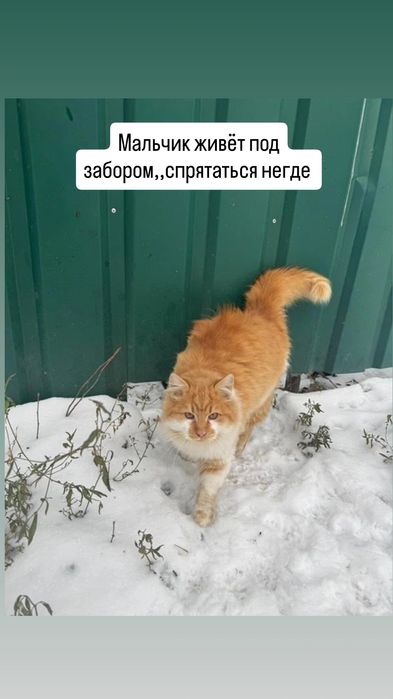 Отдам рыже-белого пушистого котенка, мальчик, 6 месяцев