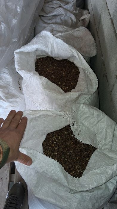 Гречка 2024 року