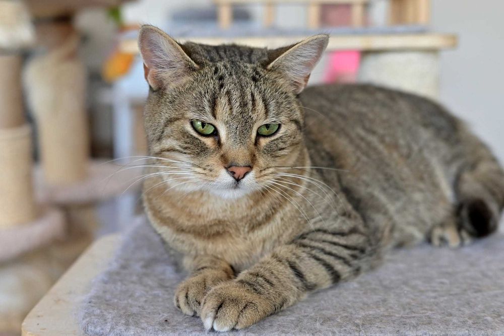 Misio spokojny burasek szuka cichego i kochającego domu