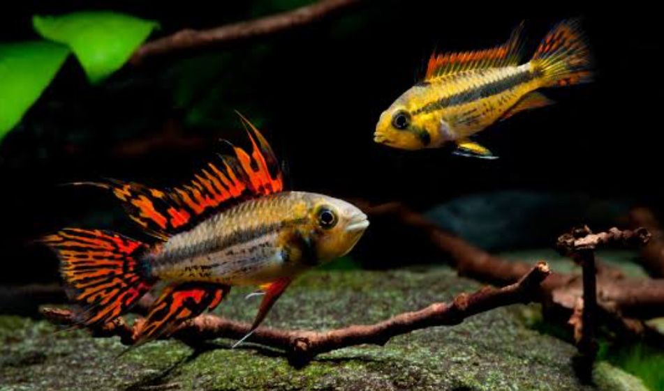 Casal apistogramma cacatuoide doble red