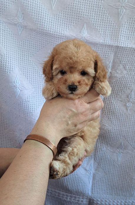 Девочка мальтипушка.