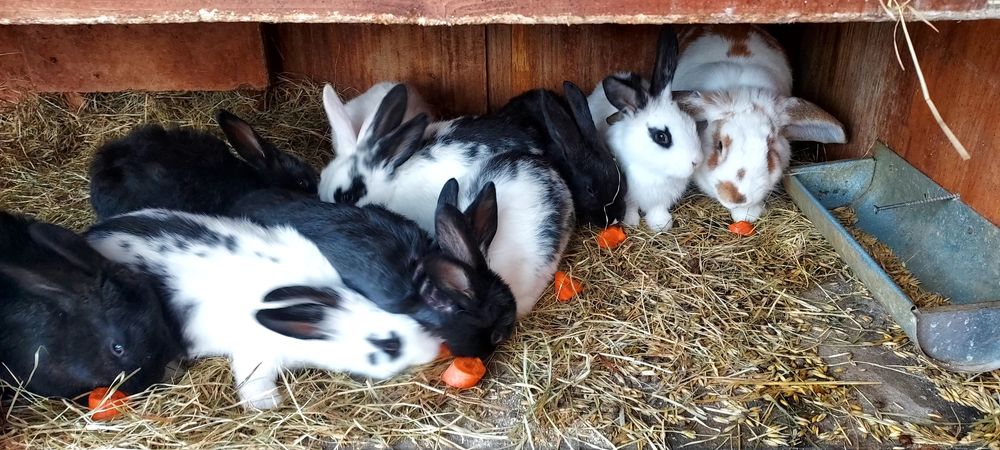 Króliki młode sprzedam