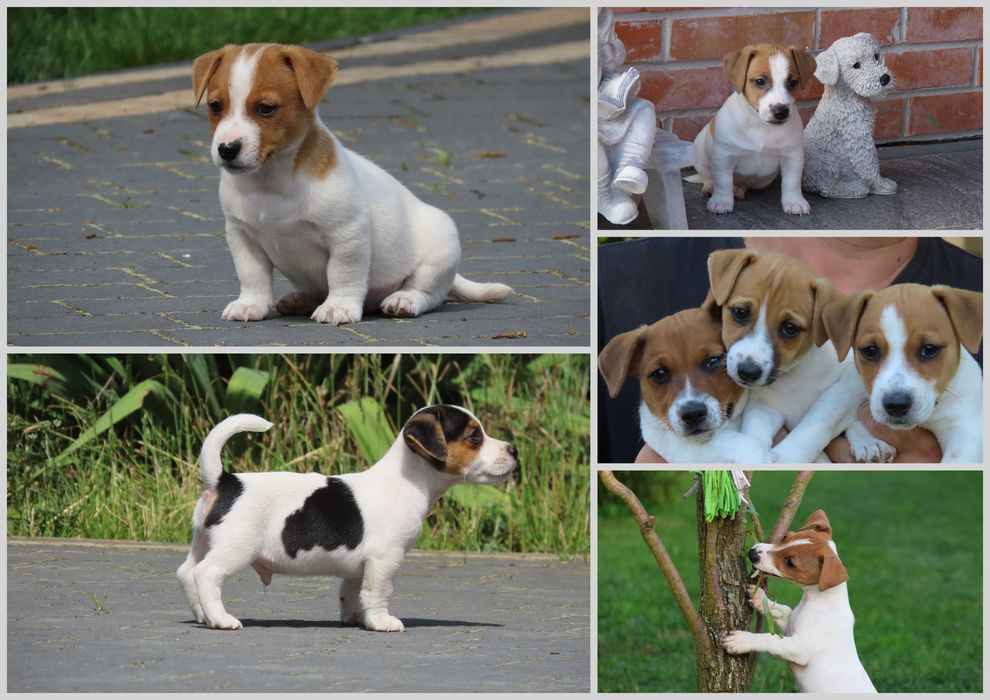 Niebawem- Jack Russell Terrier /hodowla BREFIO