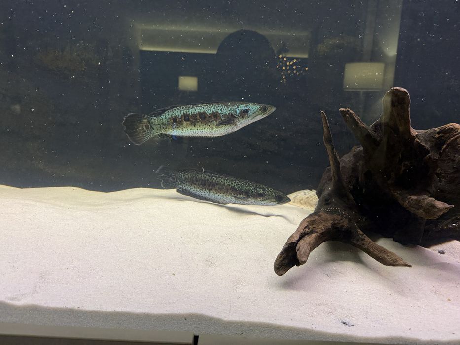 Wężogłowy Channa Pleuro !!cena za 2szt!! 35cm pilne!!!