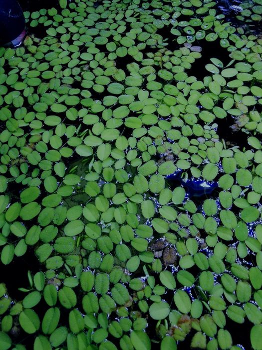 Piękna Salwinia pływająca
Roślina