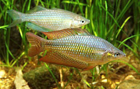 Райдужниця аустраліс рибка акваріумна