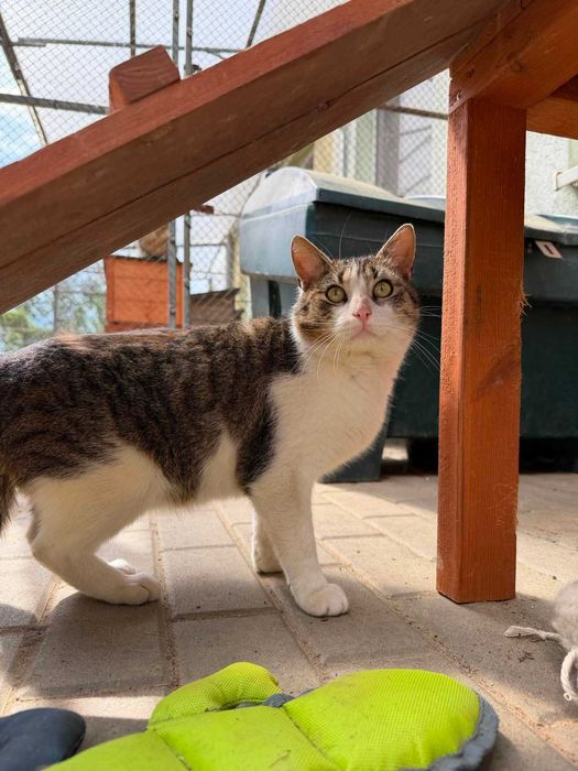 POCISK kot kocurek kochany adopcja schronisko