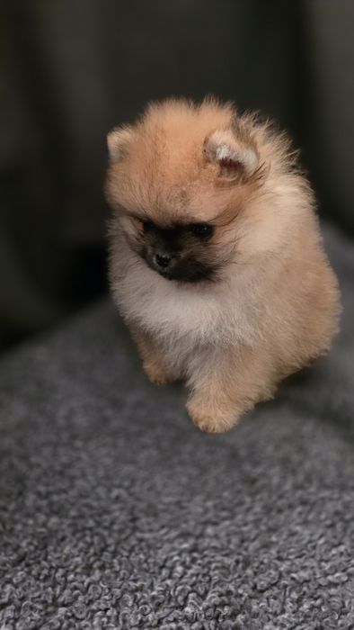Szpic miniaturowy pomeranian