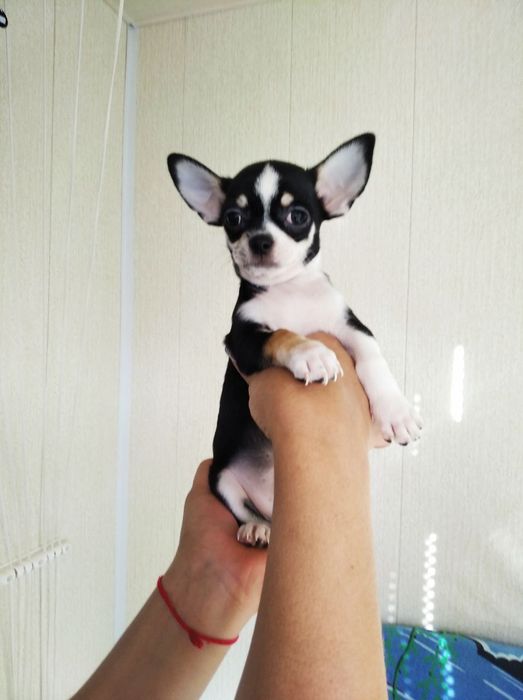 Детки пупсики чихуахуа.