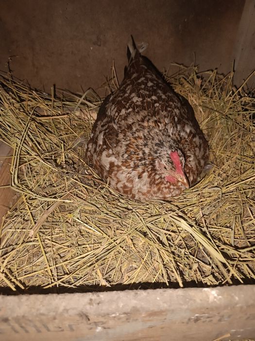 Карликові кохінхіни декоративні курі