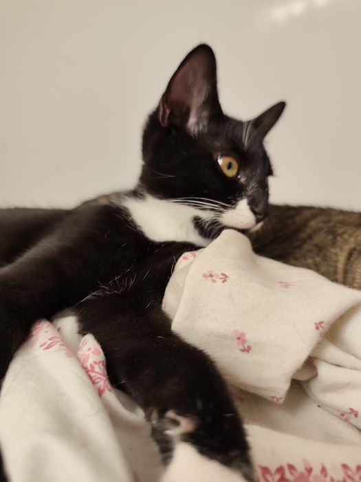 Rodzeństwo do adopcji