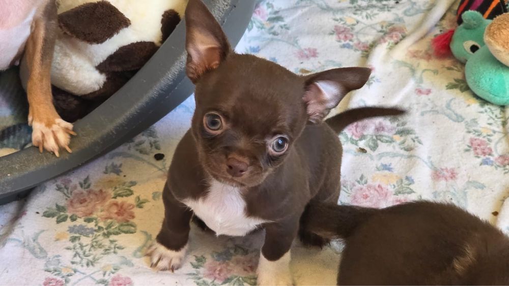 Chihuahua macho lindo